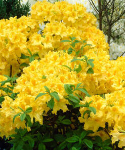 Azalija 'Anneke‘ / Azalea 'Anneke‘