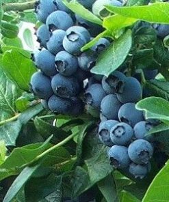 Aukštoji šilauogė 'Spartan‘ / Vaccinium corymbosum 'Spartan‘