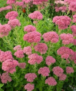 Alternative view of Puošnusis šilokas 'Brilliant‘ / Sedum spectabile 'Brilliant‘