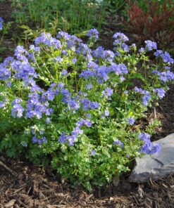 Šliaužiantysis palemonas / Polemonium reptans