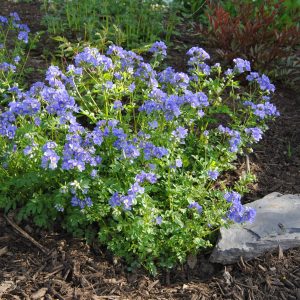 Šliaužiantysis palemonas / Polemonium reptans