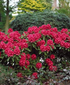 Alternative view of Rododendras 'Nova Zembla‘ / Rhododendron 'Nova Zembla‘
