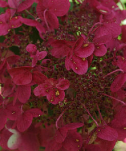 Alternative view of Šluotelinė hortenzija 'Wim's Red' / Hydrangea paniculata 'Wim's Red'