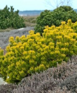 Kalninė pušis 'Wintergold' / Pinus mugo 'Wintergold‘