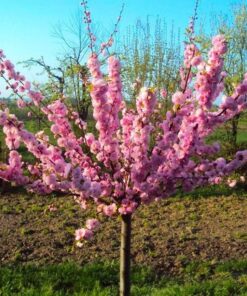 Triskiautis migdolas štambinė forma / Prunus triloba (stem)