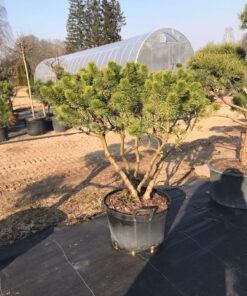 Kalninės pušies bonsas  / Bonsai   PARDUOTAS