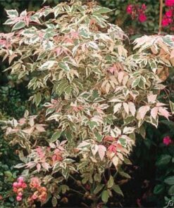 Uosialapis klevas 'Flamingo‘ / Acer negundo 'Flamingo‘