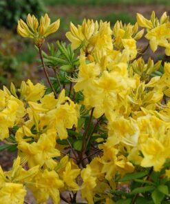 Alternative view of Azalija 'Anneke‘ / Azalea 'Anneke‘