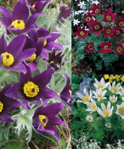 Alternative view of Paprastoji šilagėlė / Pulsatilla vulgaris