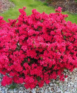Japoninė azalija 'Maruschka‘  / Azalea japonica 'Maruschka‘