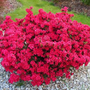 Japoninė azalija 'Maruschka‘  / Azalea japonica 'Maruschka‘