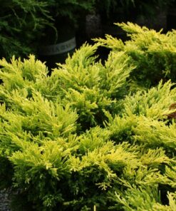 Alternative view of Gulsčiasis - šliaužiantis kadagys ‘Limeglow’ / Juniperus horizontalis ‘Limeglow’