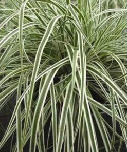 Alternative view of Palminė viksva 'Ice Fountains‘ / Carex muskingumensis 'Ice Fountains‘