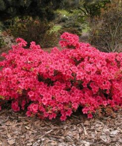 Alternative view of Japoninė azalija 'Maruschka‘  / Azalea japonica 'Maruschka‘