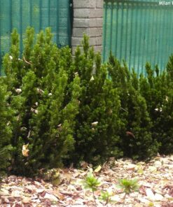Alternative view of Europinis kukmedis 'Hillii‘ / Taxus baccata 'Hillii‘