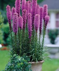 Alternative view of Varpotasis liatris / Liatris spicata