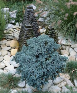 Alternative view of Žvynuotasis kadagys 'Blue Star‘ / Juniperus squamata 'Blue Star‘