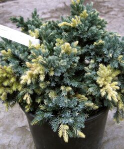 Žvynuotasis kadagys 'Floreant‘ / Juniperus squamata 'Floreant‘