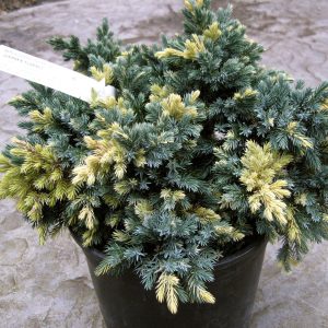 Žvynuotasis kadagys 'Floreant‘ / Juniperus squamata 'Floreant‘