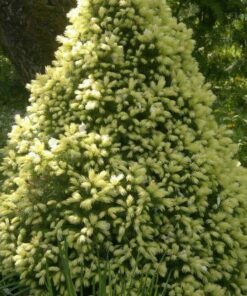 Alternative view of Baltoji eglė  'Daisy white‘ / Picea glauca 'Daisy's White'