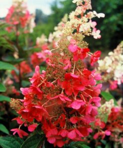 Alternative view of Šluotelinė hortenzija ‘Pinky Winky’ / Hydrangea paniculata ‘Pinky Winky’