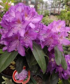Alternative view of Rododendras 'Purpureum Grandiflorum‘ / Rhododendron 'Purpureum Grandiflorum‘