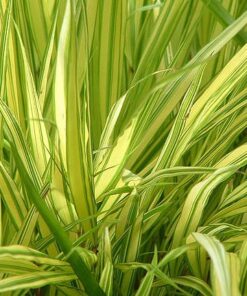Hakonė 'Aureola‘ / Hakonechloa macra 'Aureola‘