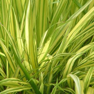 Hakonė 'Aureola‘ / Hakonechloa macra 'Aureola‘