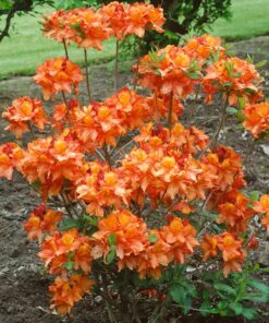 Alternative view of Azalija 'Glowing Embers‘ / Azalea 'Glowing Embers‘