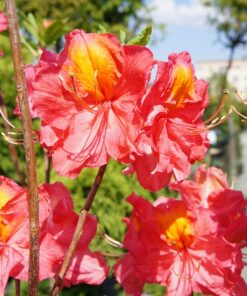 Alternative view of Azalija 'Juanita‘ / Azalea 'Juanita‘