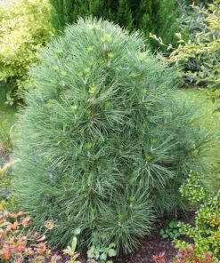 Alternative view of Juodoji pušis 'Globosa‘ / Pinus nigra 'Globosa‘