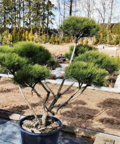 Kalninės pušies bonsas / Bonsai Pinus mugo PARDUOTAS