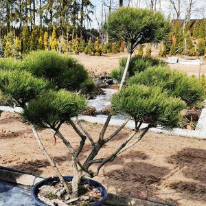 Kalninės pušies bonsas / Bonsai Pinus mugo PARDUOTAS