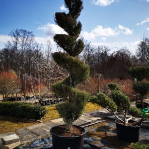 Uolinis kadagys spyralės formos  / Juniperus scopulorum PARDUOTAS