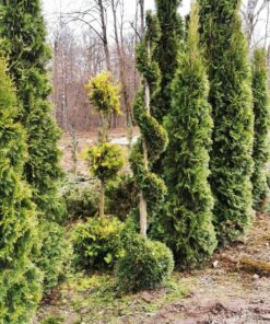 Alternative view of Tuja 'Smaragd' spyralės formos / Thuja 'Smaragd' PARDUOTAS