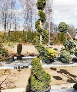 Tuja 'Smaragd' spyralės formos / Thuja 'Smaragd' PARDUOTAS