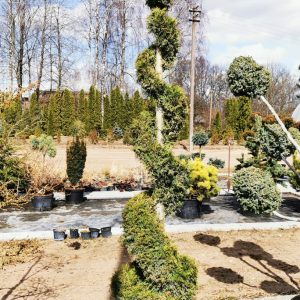 Tuja 'Smaragd' spyralės formos / Thuja 'Smaragd' PARDUOTAS