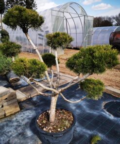 Kalninės pušies bonsas / Bonsai Pinus mugo  PARDUOTAS