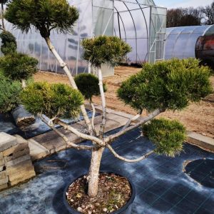 Kalninės pušies bonsas / Bonsai Pinus mugo  PARDUOTAS