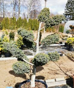 Žvynuotojo kadagio 'Hetz' bonsas/ Bonsai Juniperus squamata 'Hetz' PARDUOTAS