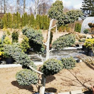 Žvynuotojo kadagio 'Hetz' bonsas/ Bonsai Juniperus squamata 'Hetz' PARDUOTAS
