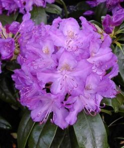 Rododendras 'Purpureum Grandiflorum‘ / Rhododendron 'Purpureum Grandiflorum‘