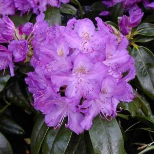Rododendras 'Purpureum Grandiflorum‘ / Rhododendron 'Purpureum Grandiflorum‘