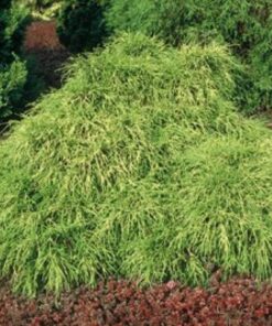Alternative view of Žirniavaisis puskiparisis ‘Sungold’ / Chamaecyparis pisifera ‘Sungold’