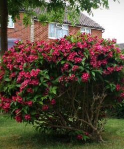 Alternative view of Veigelė 'Eva Rathke‘ / Weigela 'Eva Rathke‘