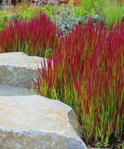 Rytinė imperata 'Red Baron‘ / Imperata cylindrica 'Red Baron‘