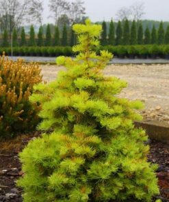 Pilkasis kėnis 'Winter Gold‘ / Abies concolor 'Winter Gold‘