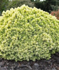 Alternative view of Baltoji eglė 'Dendrofarma Gold' / Picea glauca 'Dendrofarma Gold'