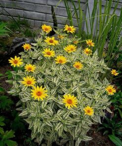 Alternative view of Šiurktusis saulakis 'Loraine Sunshine‘ / Heliopsis helianthoides 'Loraine Sunshine‘
