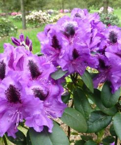 Rododendras 'Peter Alan‘ / Rhododendron 'Peter Alan‘